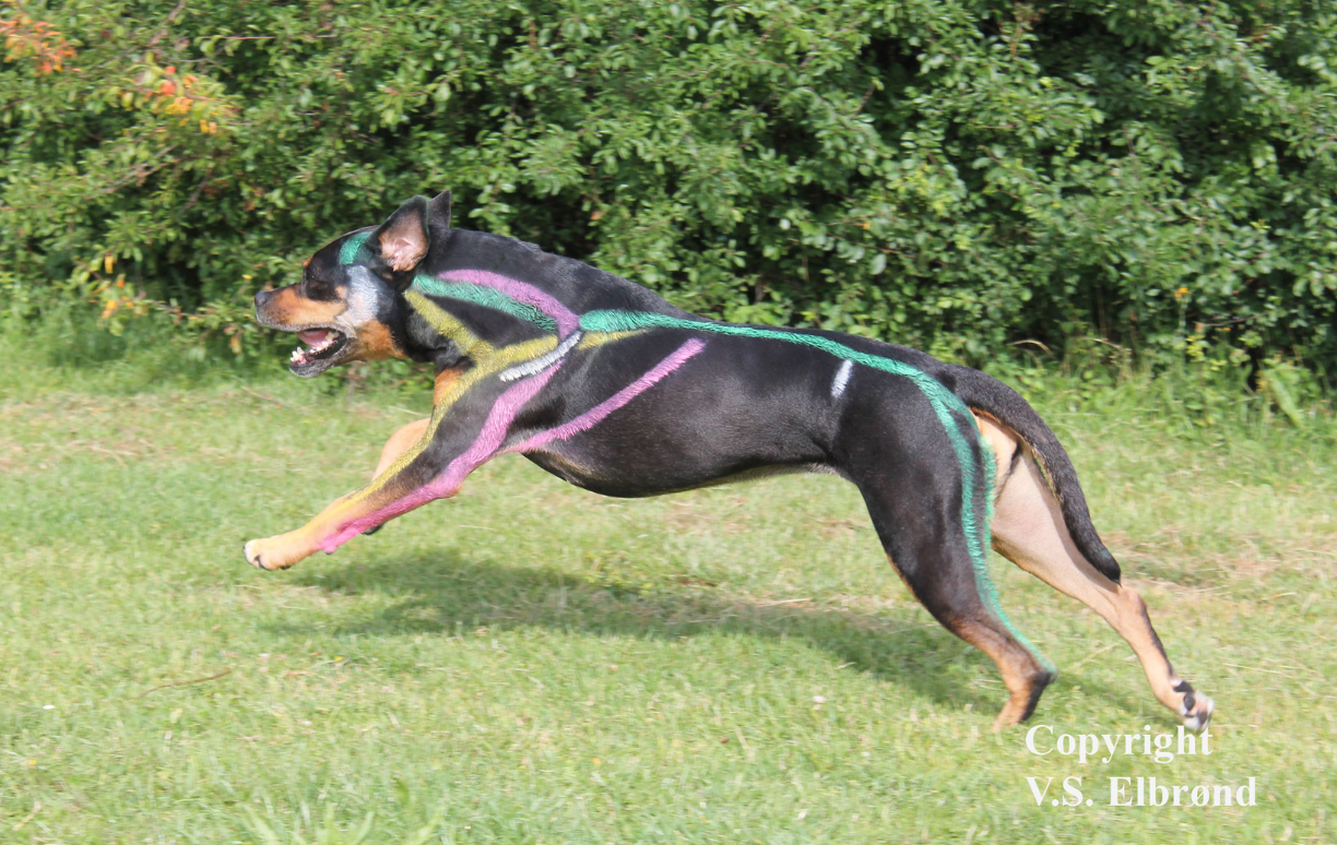 Hund der løber. Viser SDL, Superficial Dorsal Line, front limb protraction line og front limb retraction line