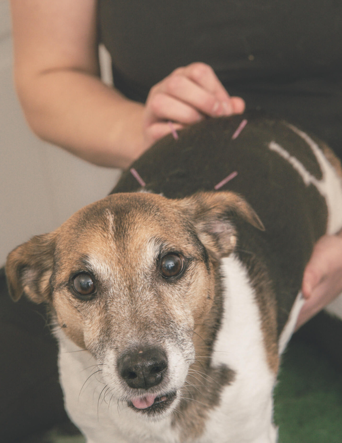 Akupunktur_til_hund