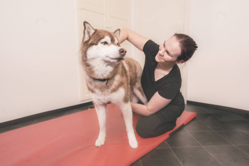 Skræddersyet forløb til din hund med alternative behandlingsformer