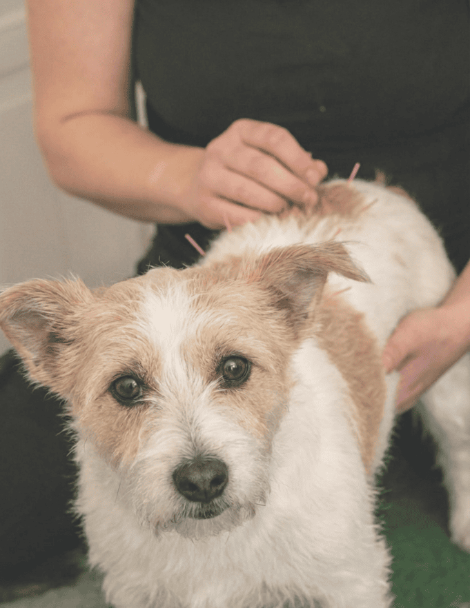 Viser udførelsen af akupunktur på hund. Udført af Trine Ahlmann Hansen, Den Alternative Dyrlæge