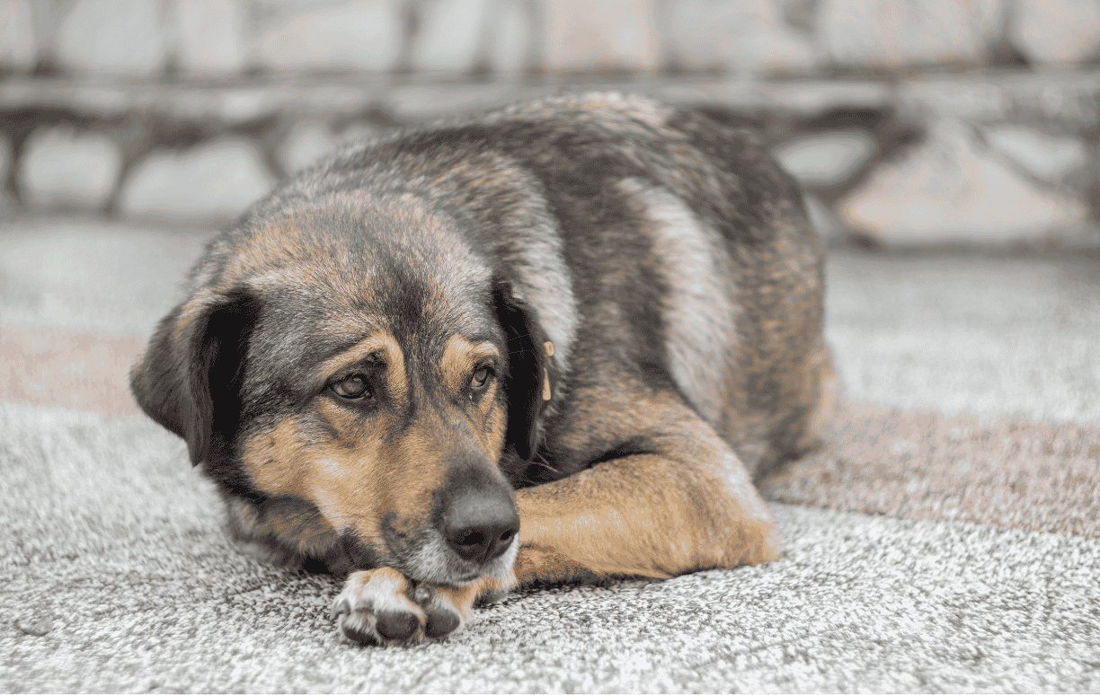 En hund, der ser trist og ubehagelig ud, ligger på gulvet med hovedet hvilende på poterne.