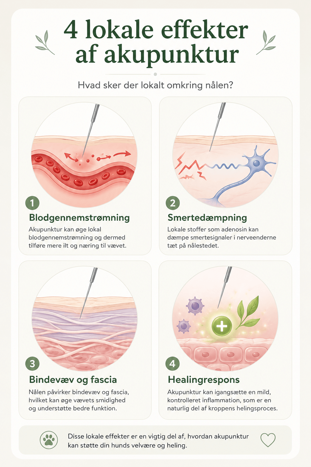 Infografik over fire lokale effekter af akupunktur hos hund: blodgennemstrømning, smertedæmpning, bindevæv og healingrespons
