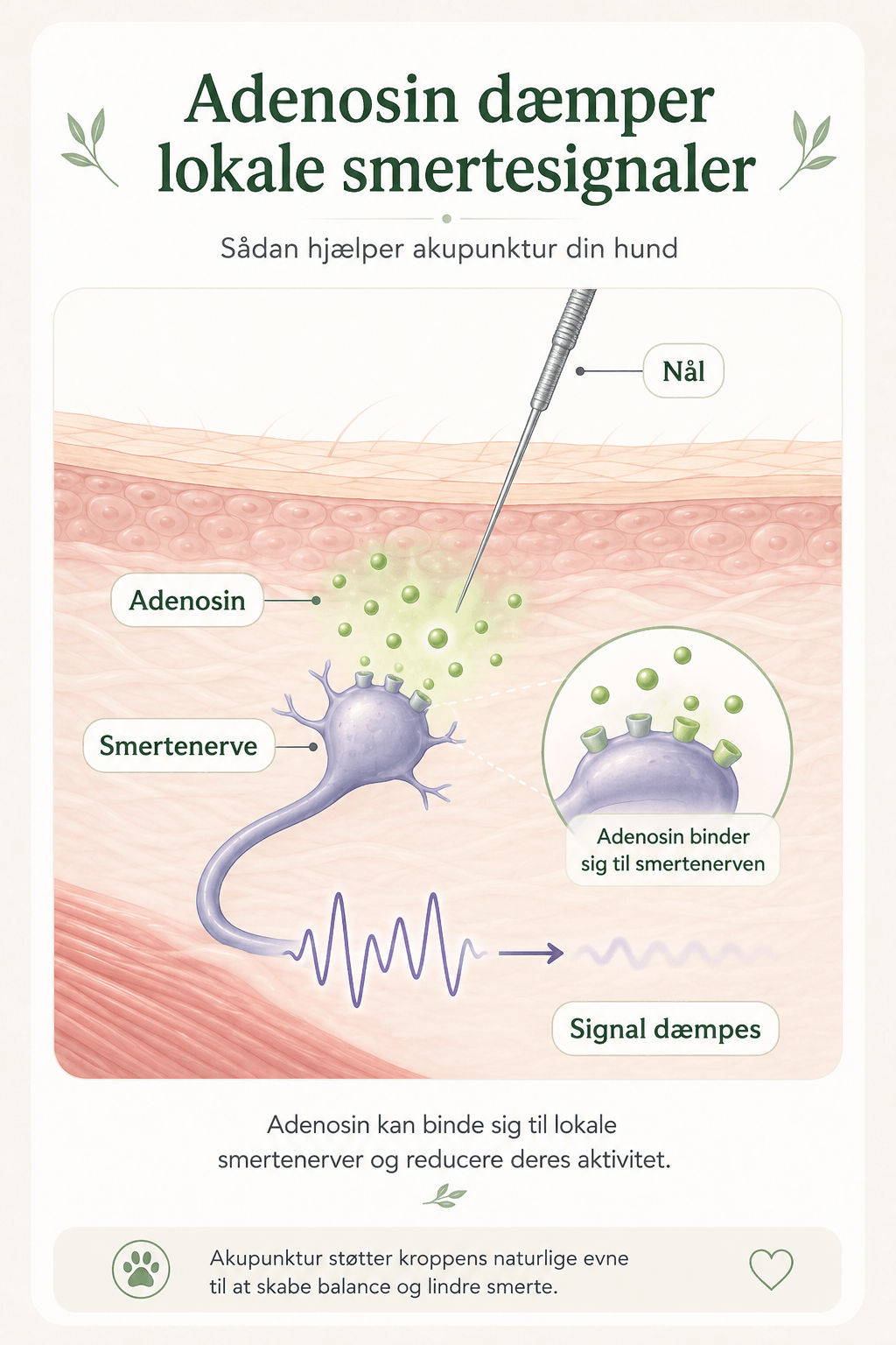Illustration af adenosin der binder sig til en lokal smertenerve og dæmper smertesignalet efter akupunktur