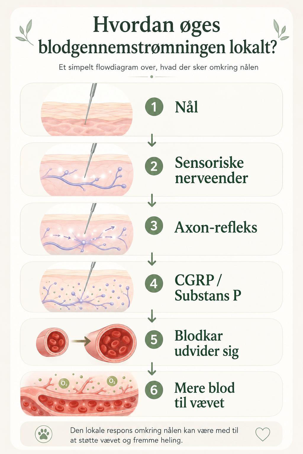 Flowdiagram der viser hvordan en akupunkturnål aktiverer sensoriske nerveender, axon-refleks, CGRP, substans P og øget blodgennemstrømning i vævet