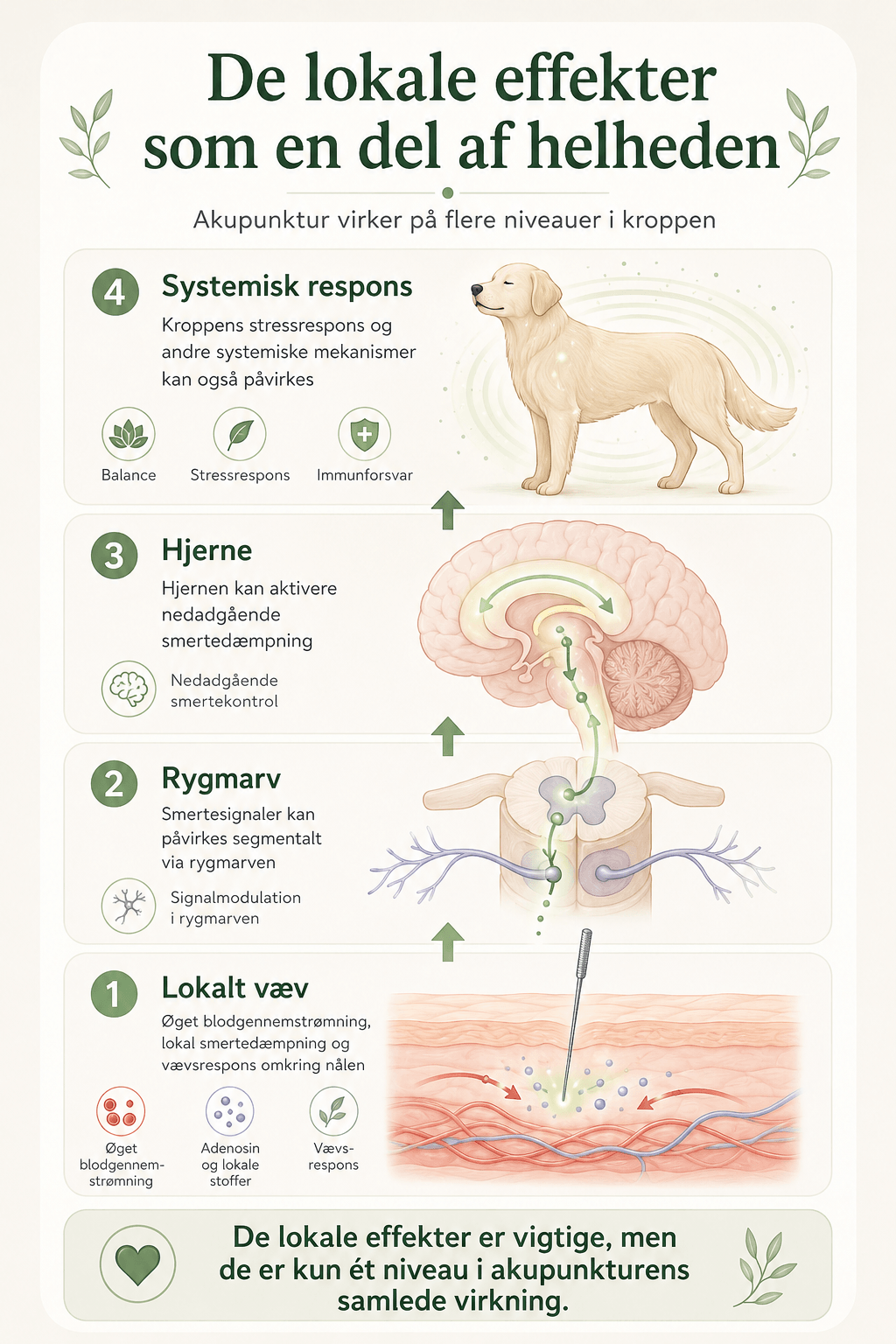 Lag-på-lag grafik der viser hvordan akupunktur kan påvirke lokalt væv, rygmarv, hjerne og systemisk respons hos hund